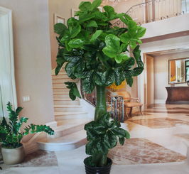 客厅最旺宅的大型植物（客厅最旺宅的大型植物图片）