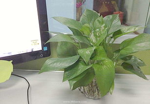 适合在办公室养的植物（适合办公室养的植物图）
