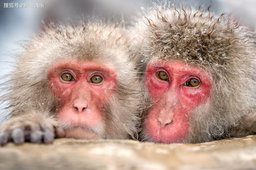 80年猴人夫妻情薄（夫妻都是80年的猴合吗?）