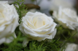 白玫瑰（白玫瑰与红玫瑰）