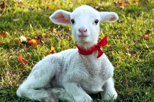 关于2015年属羊是金羊吗的信息