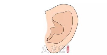 耳朵对中晚年的运势影响(耳朵对人运势的影响)