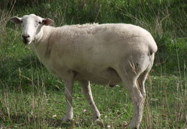 羊2012年运势(20121年羊运势)