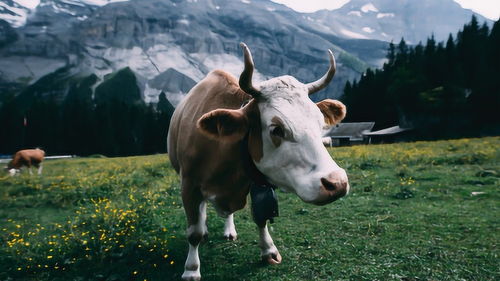 关于1985年属牛事业运势的信息