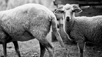 1955年属羊今年的运势的简单介绍