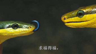 2015十月出生蛇运势(属蛇十五出生)