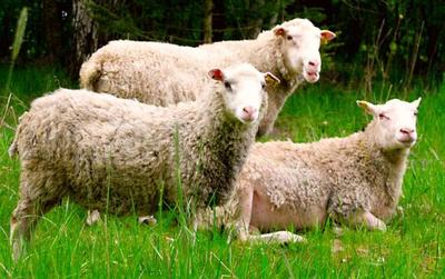 2017年数羊人每月运势(羊人2017年运势运程)