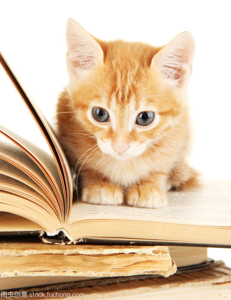 可爱猫咪书籍推荐(可爱的猫推荐)